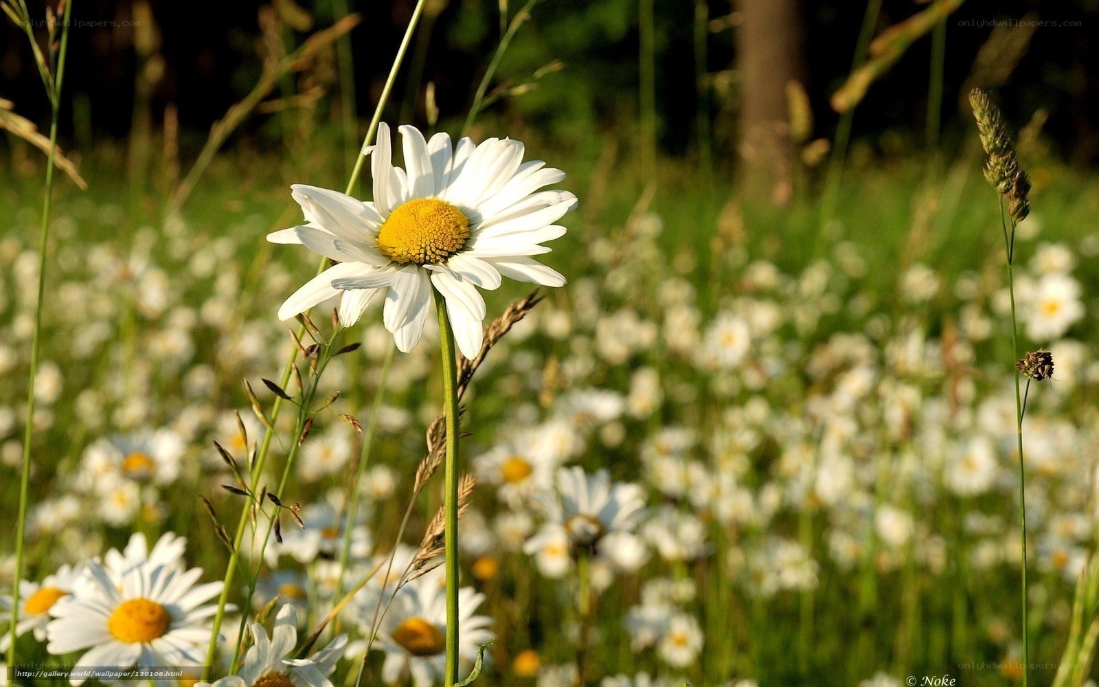 Daisy in a sunlit meadow