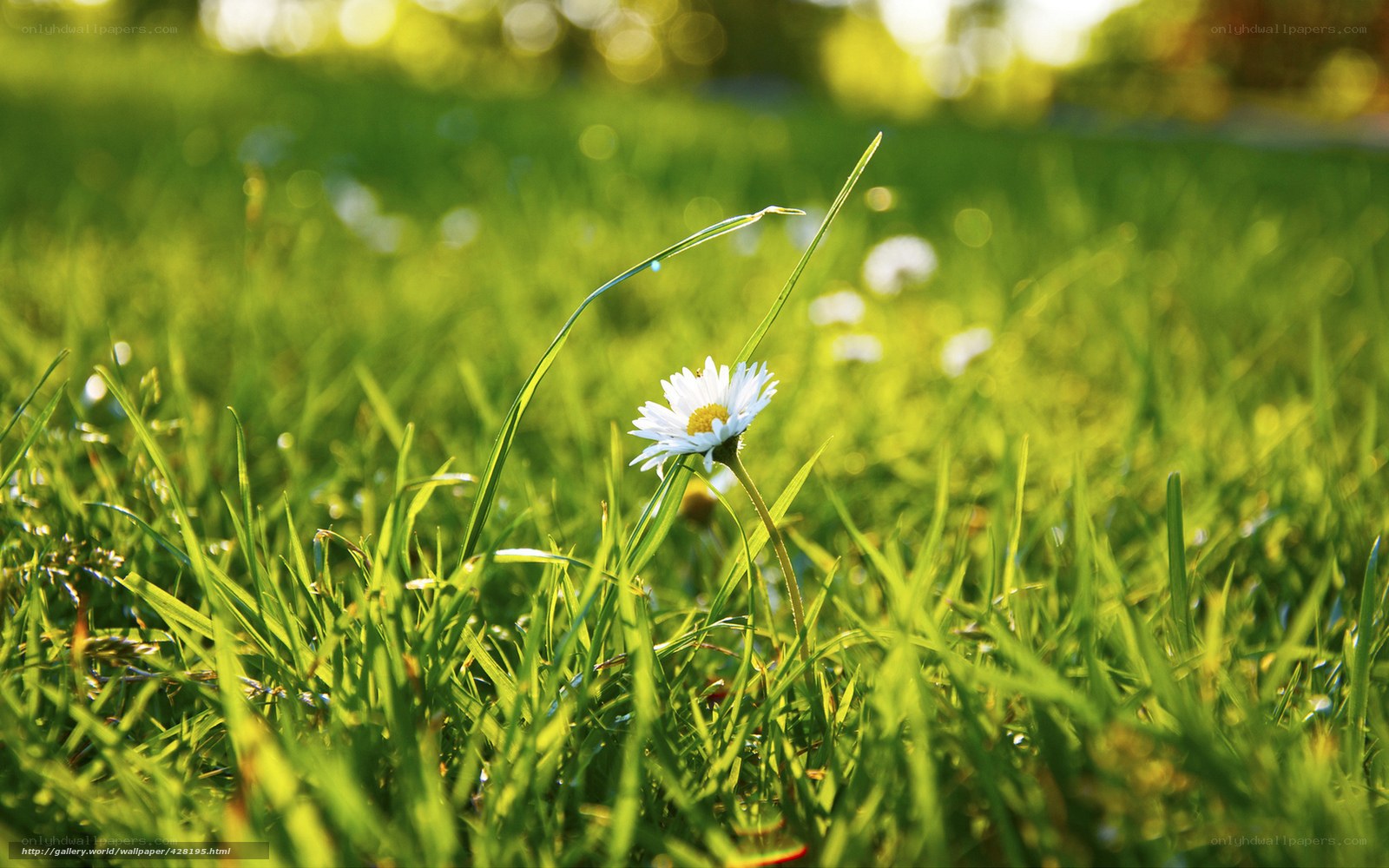 Daisy in a sunlit meadow