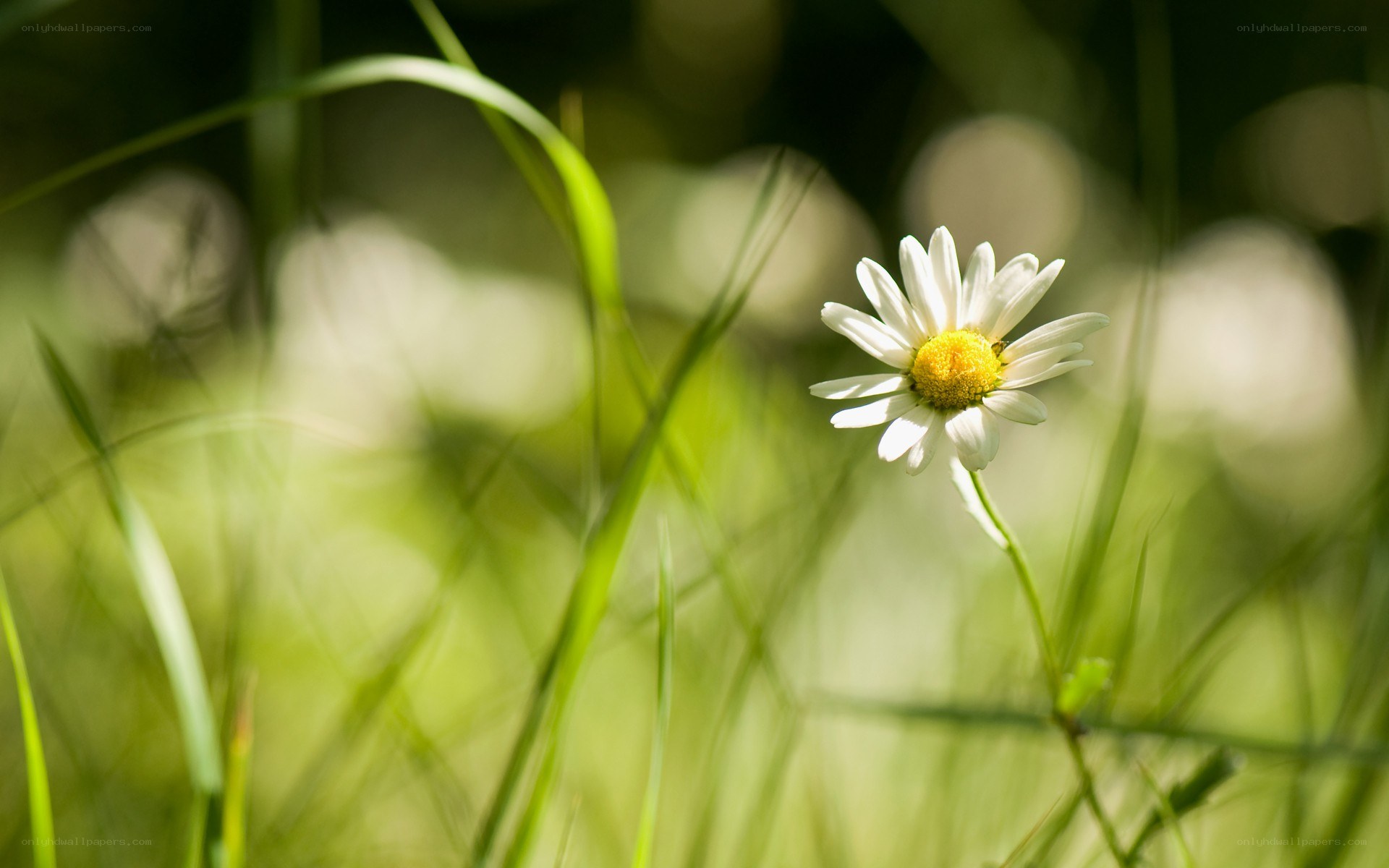 daisy in a sunlit meadow