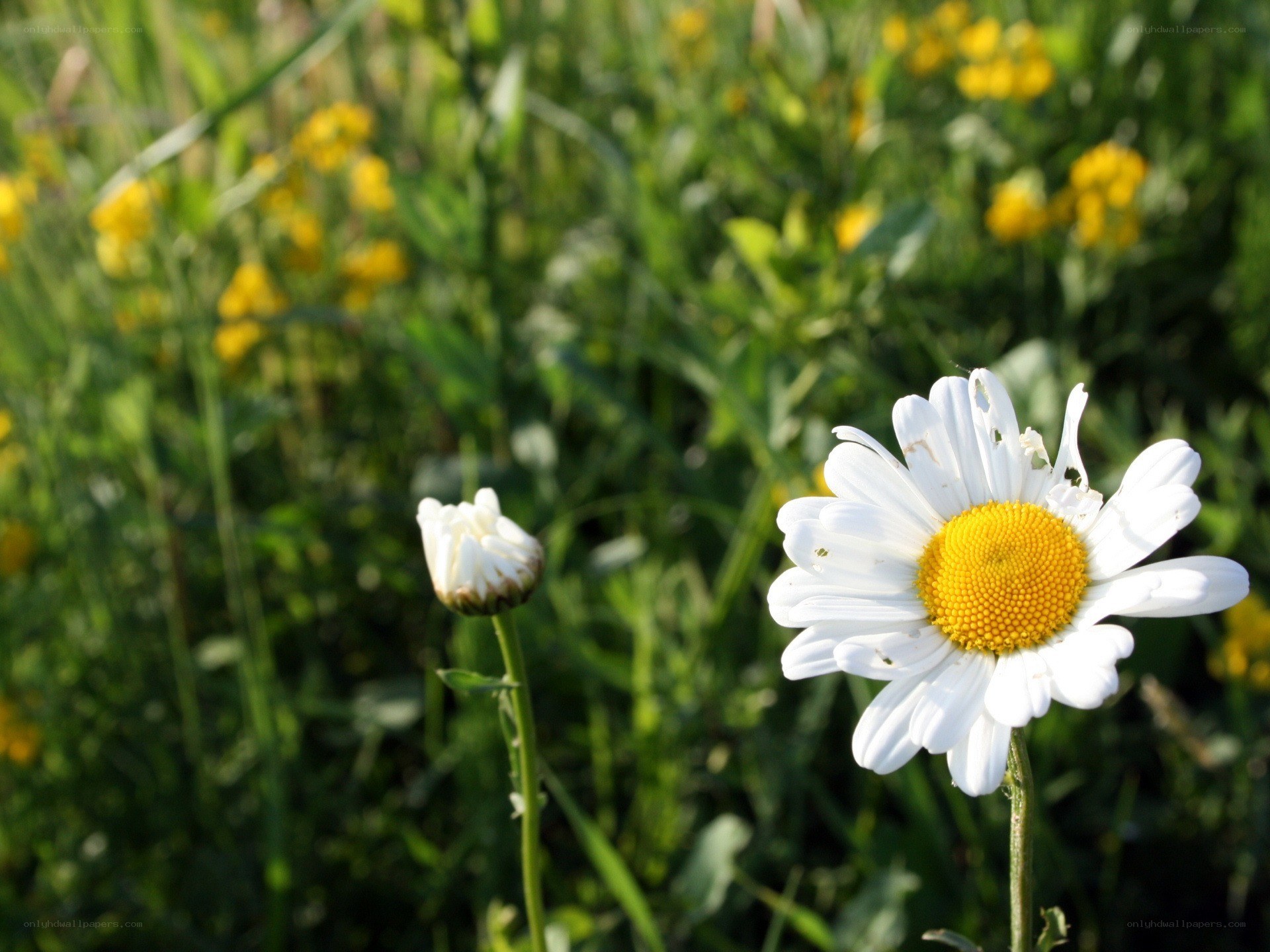 Daisy in a sunny field