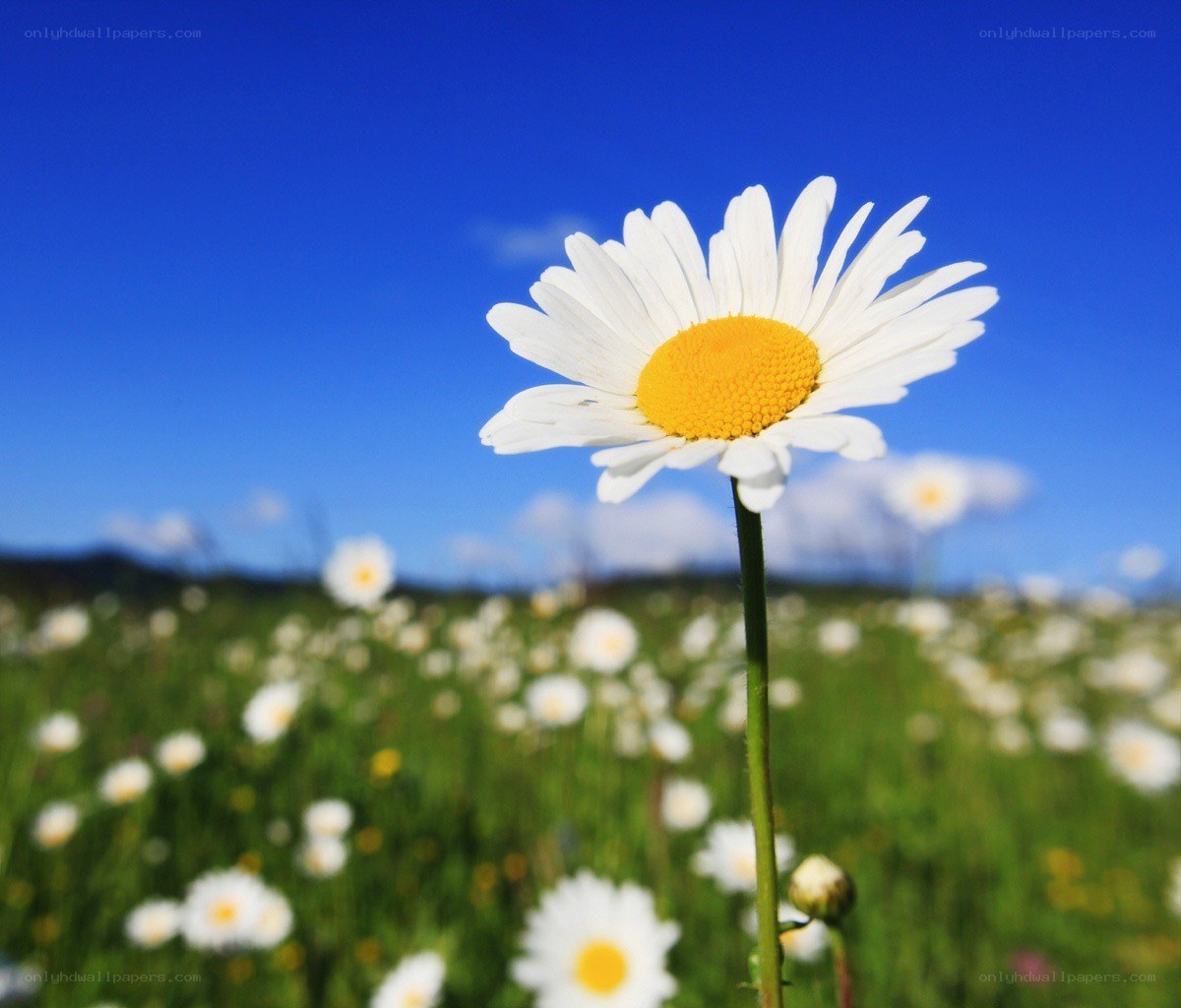 Daisy in a sunny field