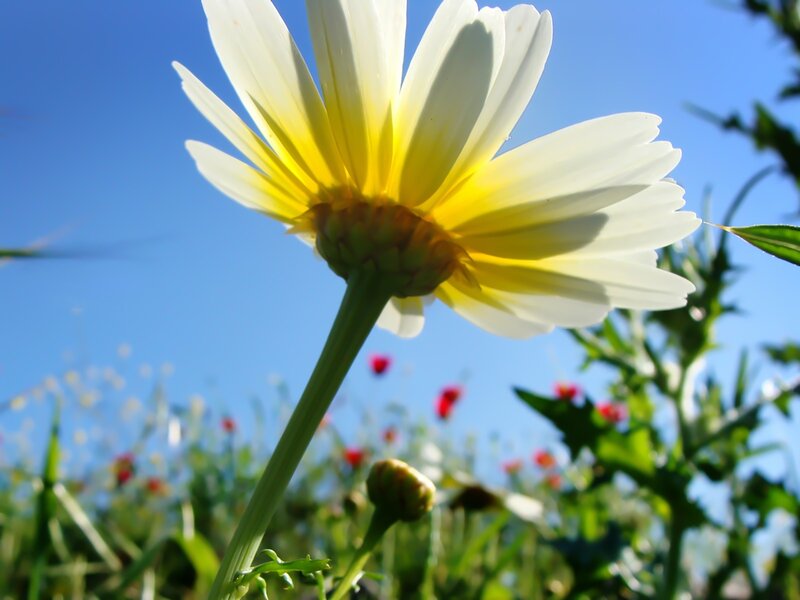 daisy in a sunny field