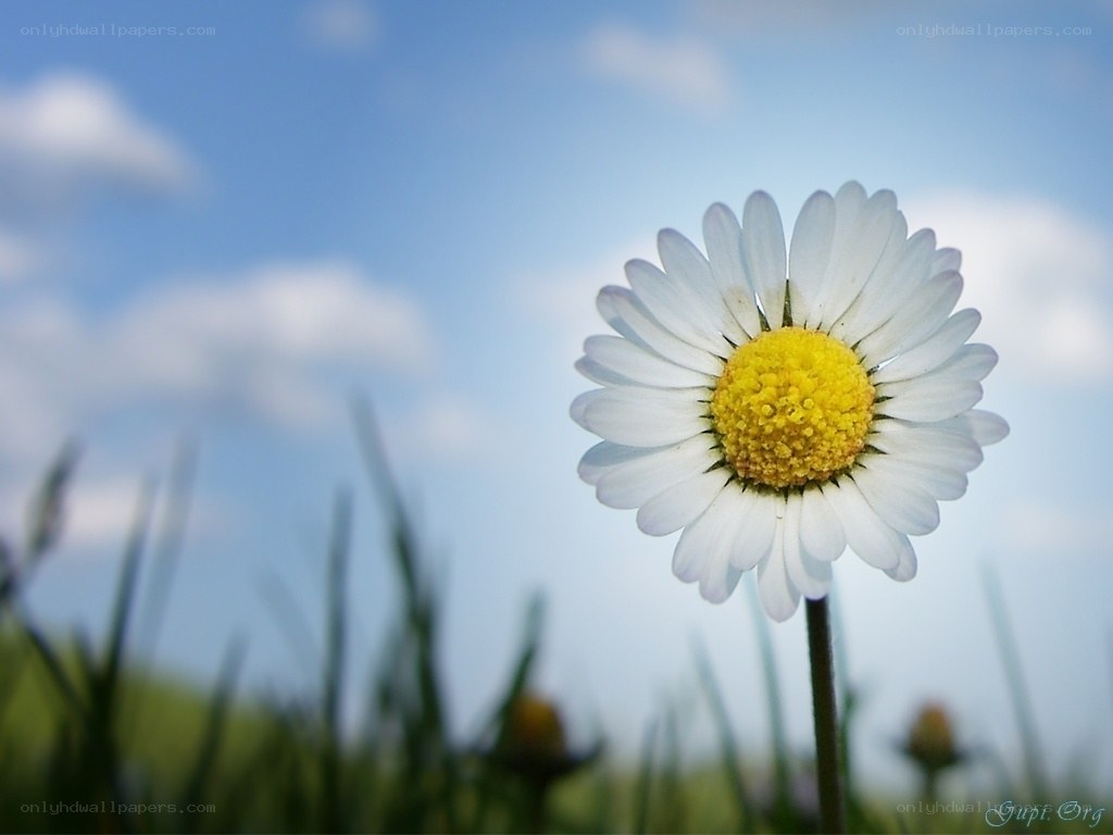 Daisy in a sunny field