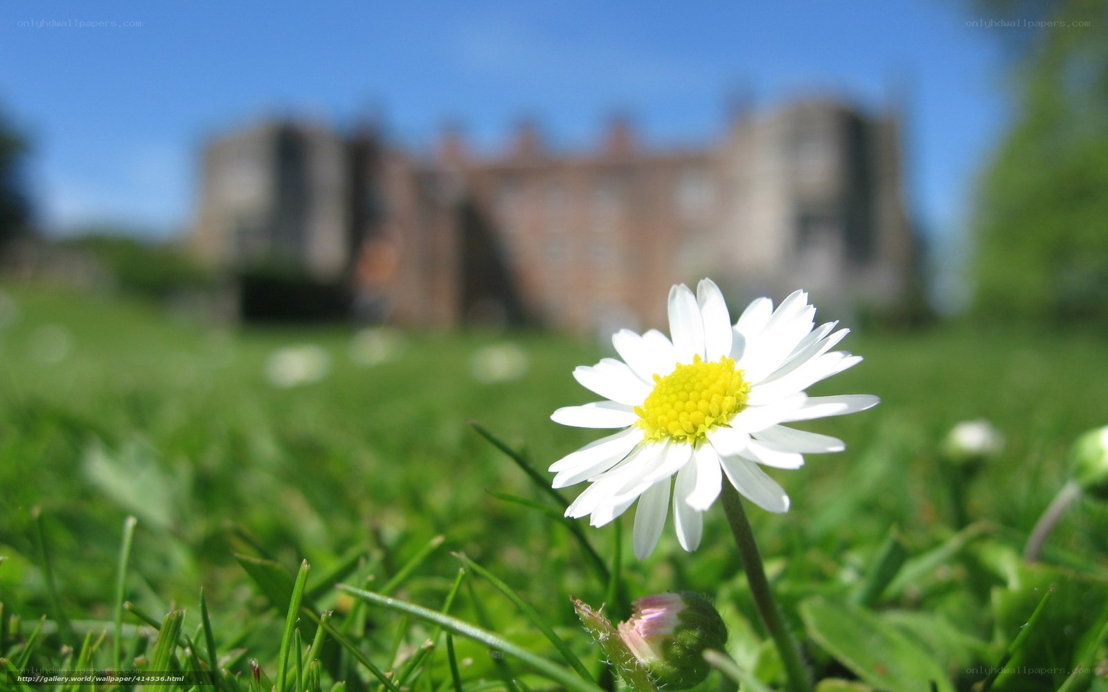 Daisy in a sunny field