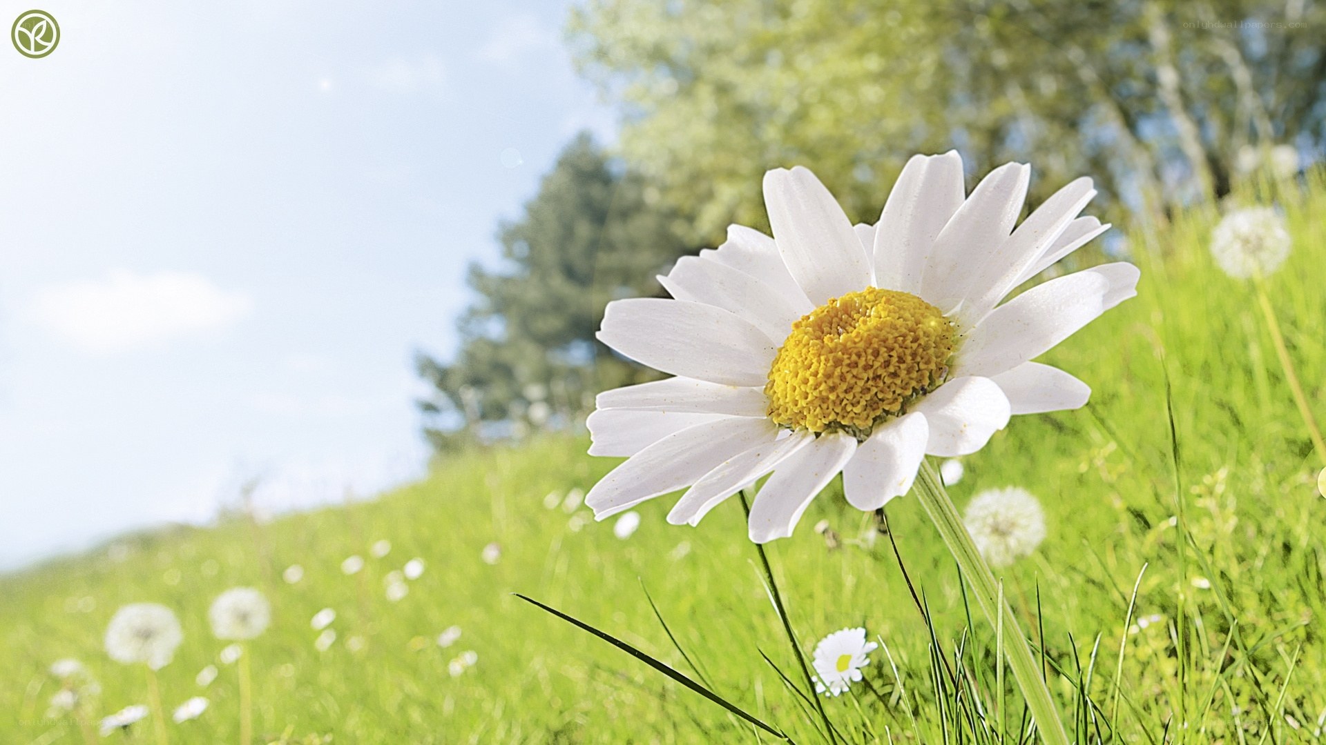 Daisy in a sunny meadow