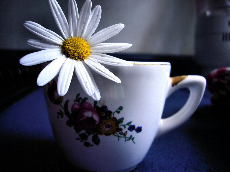 Daisy in a Teacup