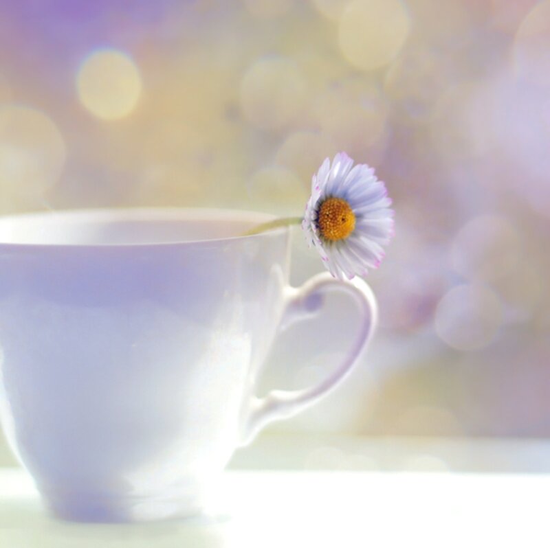 Daisy in a Teacup — White