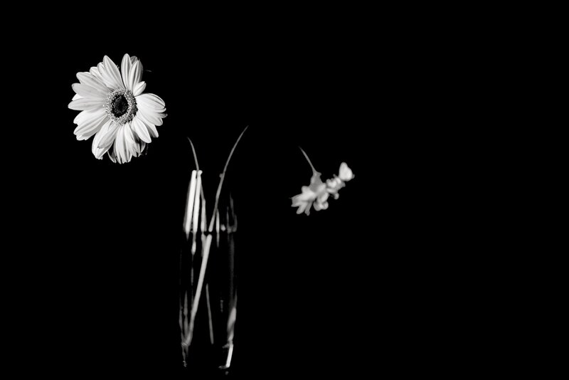 Daisy in a Vase — Black