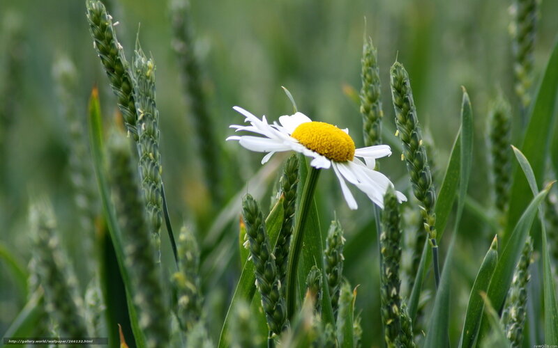 Daisy in a wheat field