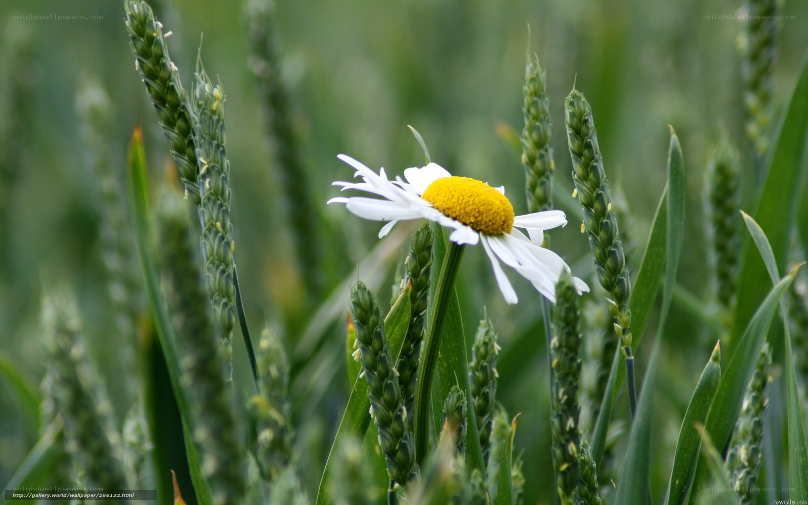 Daisy in a wheat field