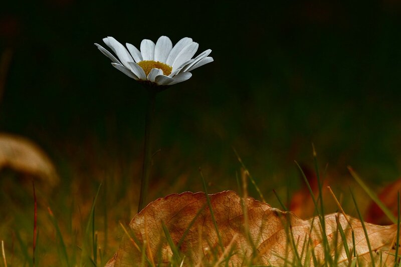 Daisy in Autumn Grass