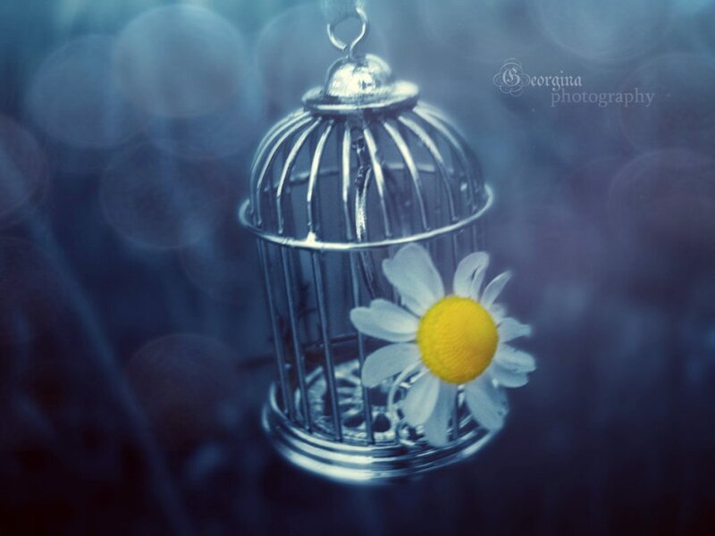 Daisy in Birdcage