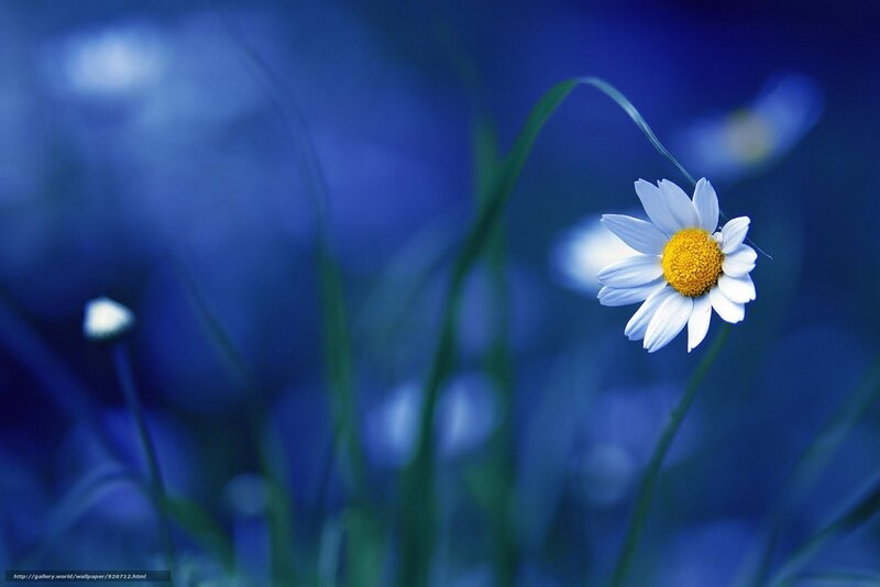 daisy in blue light
