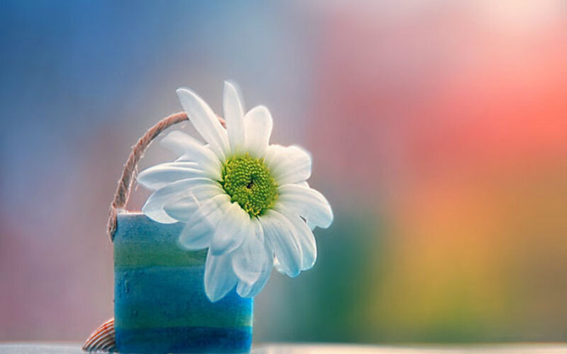 Daisy in Blue Vase