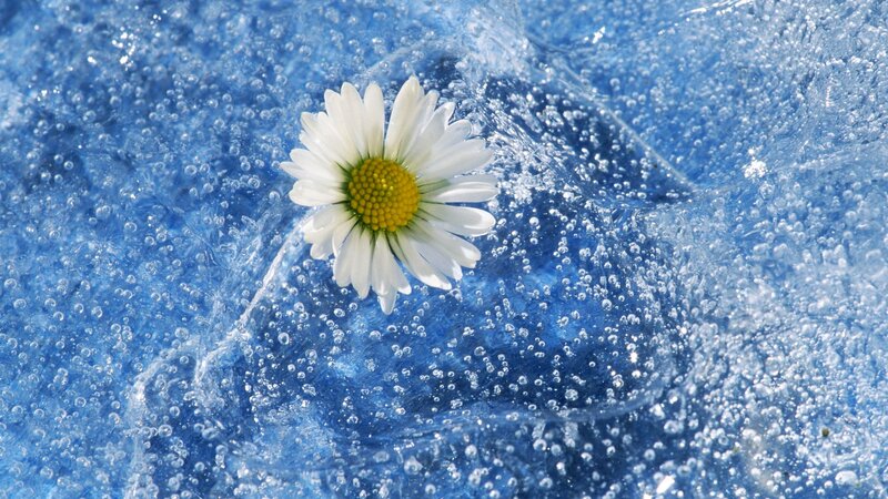 daisy in blue water