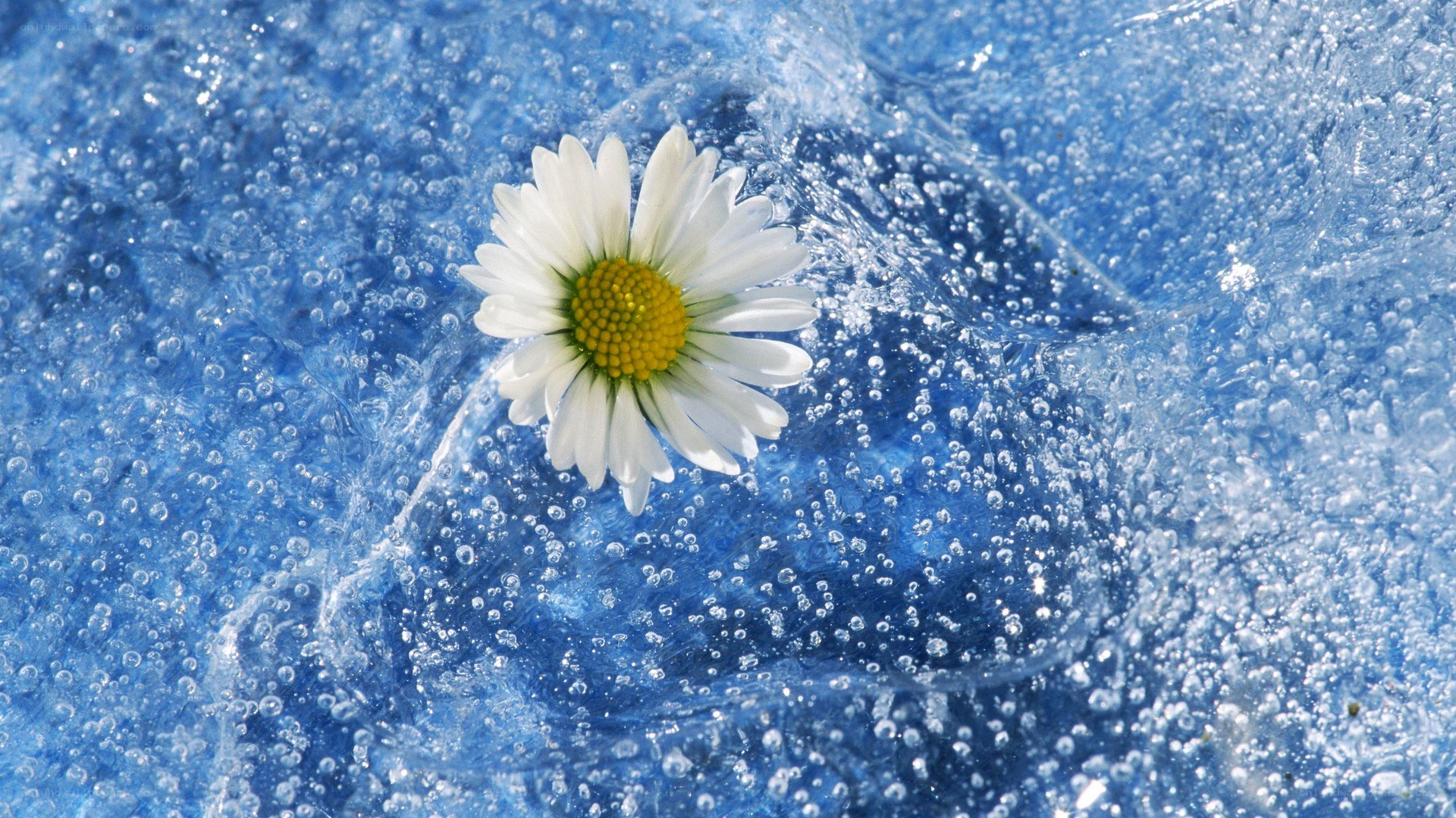 daisy in blue water