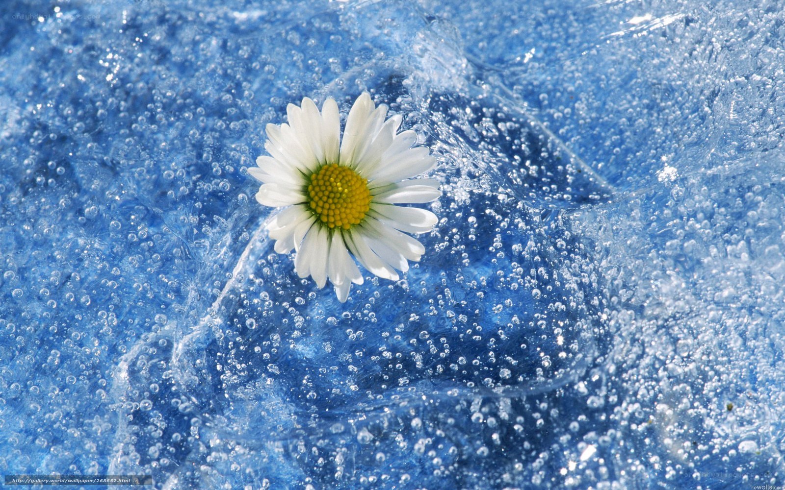 Daisy in blue water