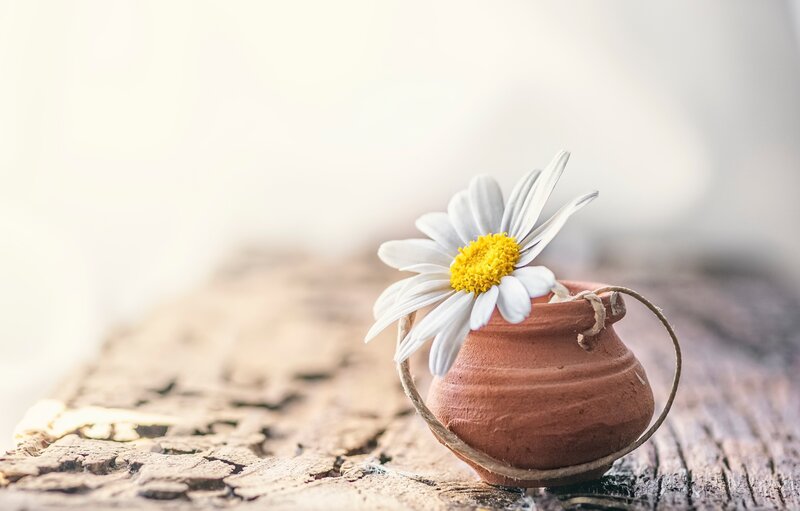 Daisy in Clay Pot