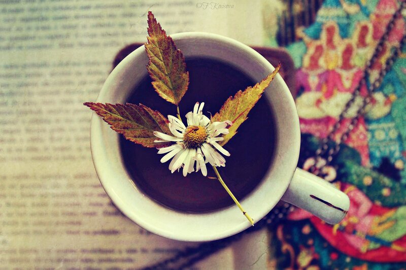Daisy in Coffee Cup