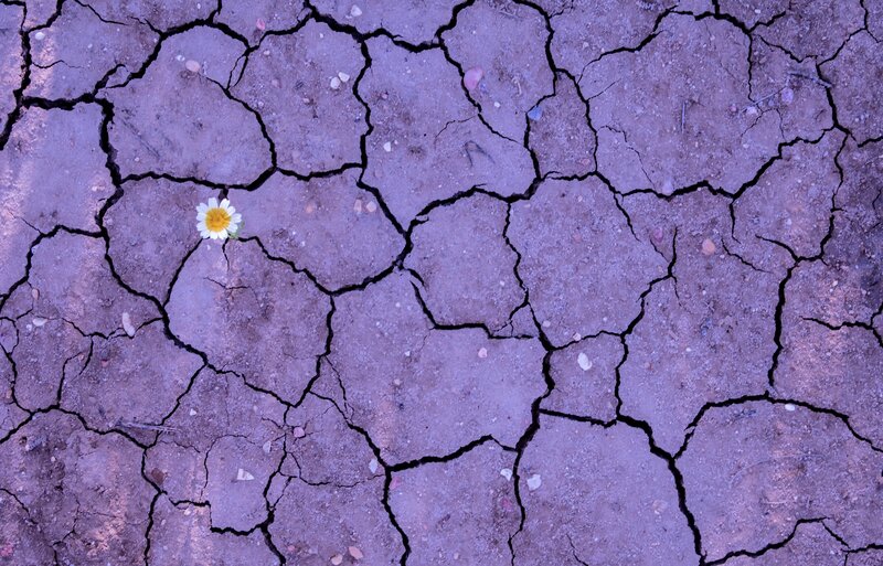 Daisy in Cracked Earth — Purple