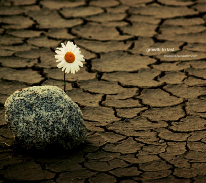 Daisy in Cracked Earth