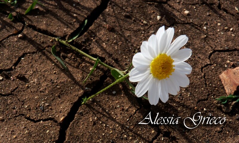 Daisy in Cracked Soil