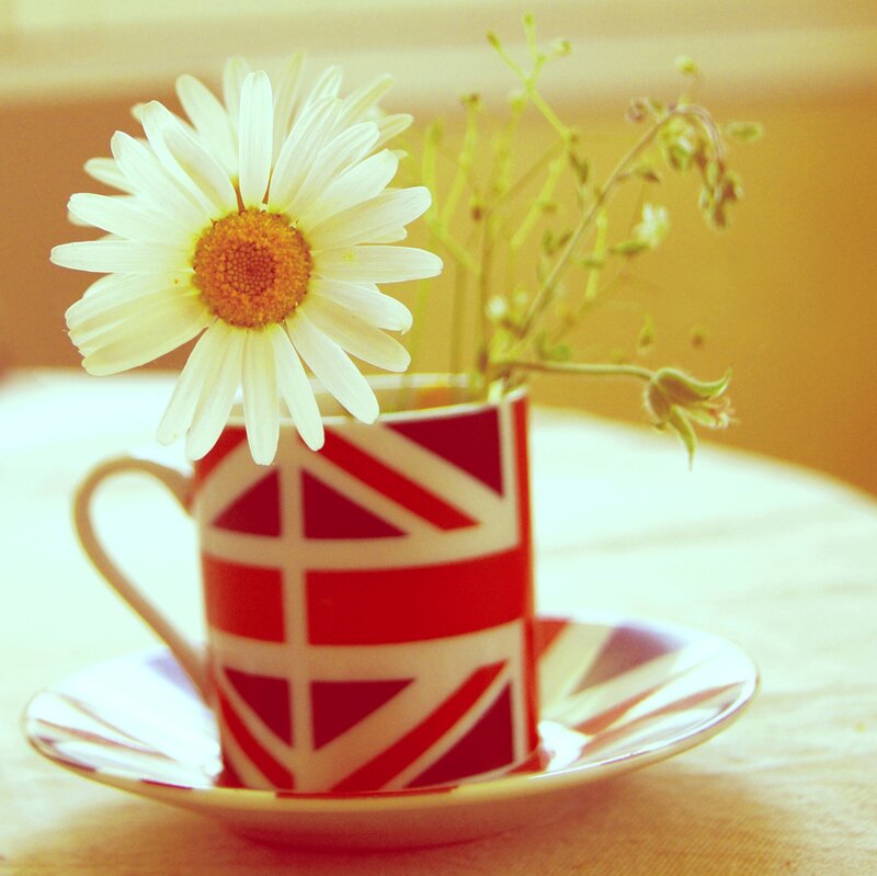 Daisy in Cup