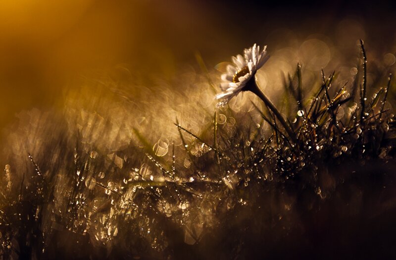 Daisy in Dewy Grass