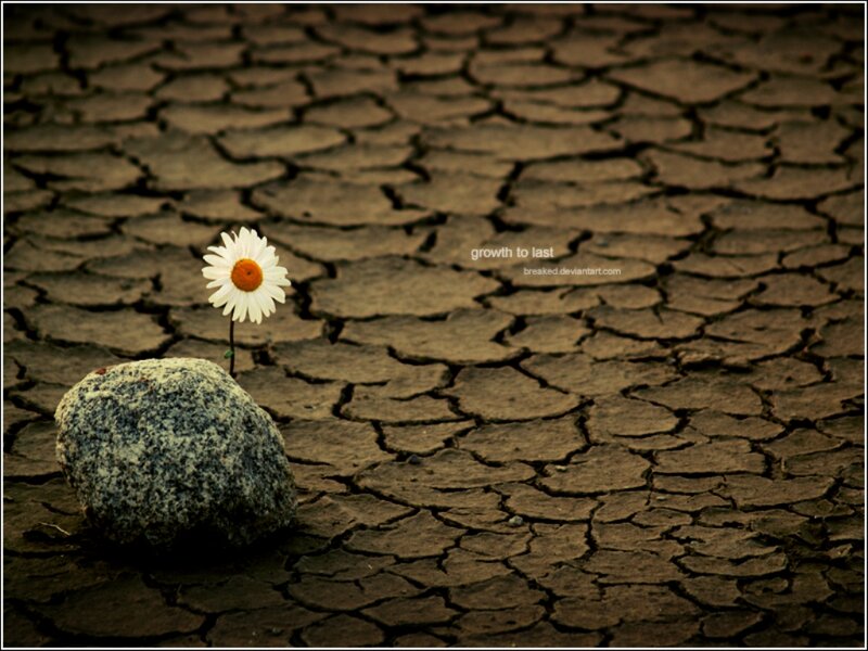 Daisy in Dry Soil
