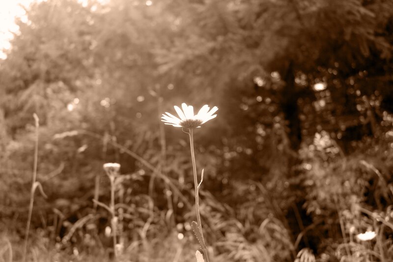 Daisy in Field — Brown