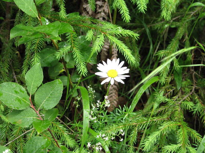 Daisy in Forest