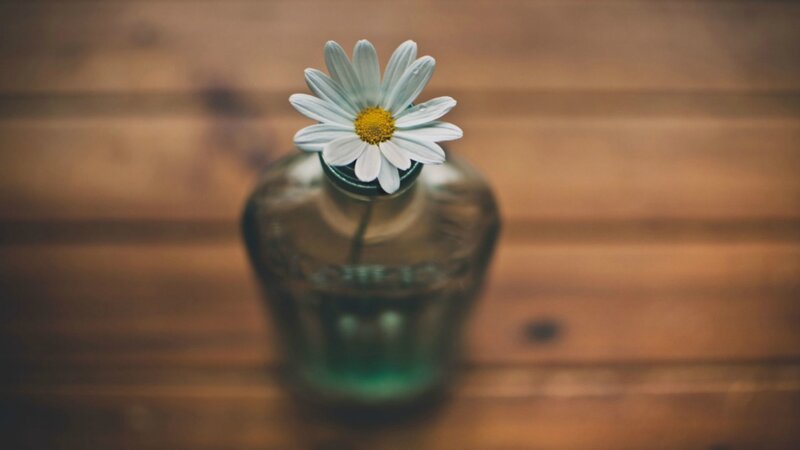 Daisy in Glass Bottle — White, Calm