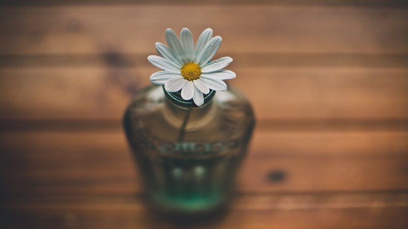 Daisy in Glass Bottle — White, Serene, Photograph, Flower