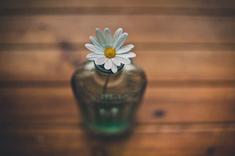 Daisy in Glass Bottle — White, Serene, Photograph, Flower, Wooden Surface