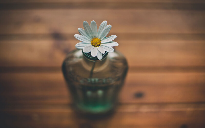 Daisy in Glass Bottle — White, Serene, Photograph