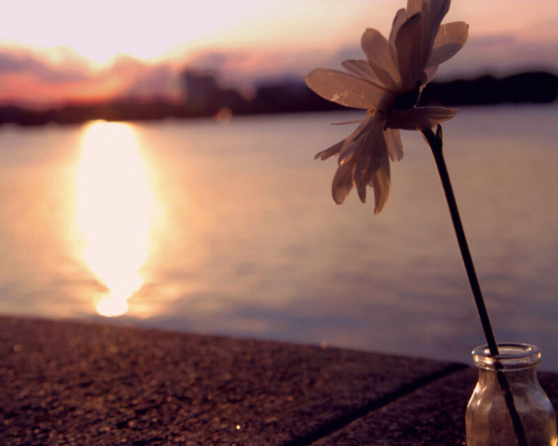 Daisy in Glass Bottle — White, Serene, Sunset
