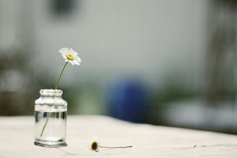 Daisy in Glass Bottle — White, Serene
