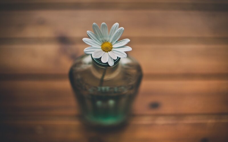 Daisy in Glass Bottle — White
