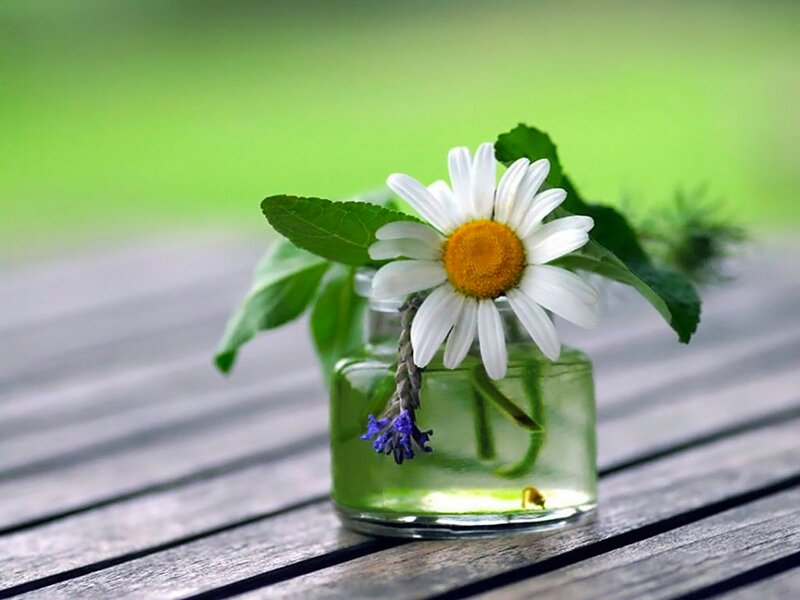 Daisy in Glass Jar — Green