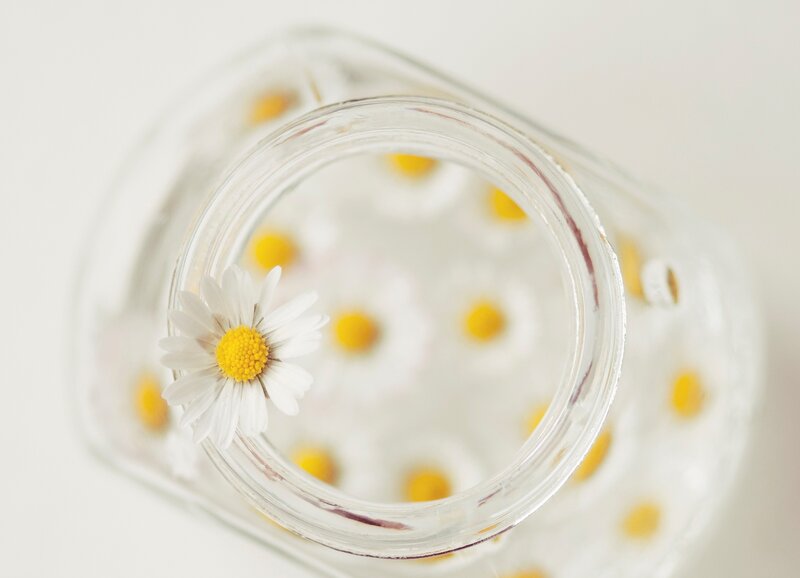 Daisy in Glass Jar