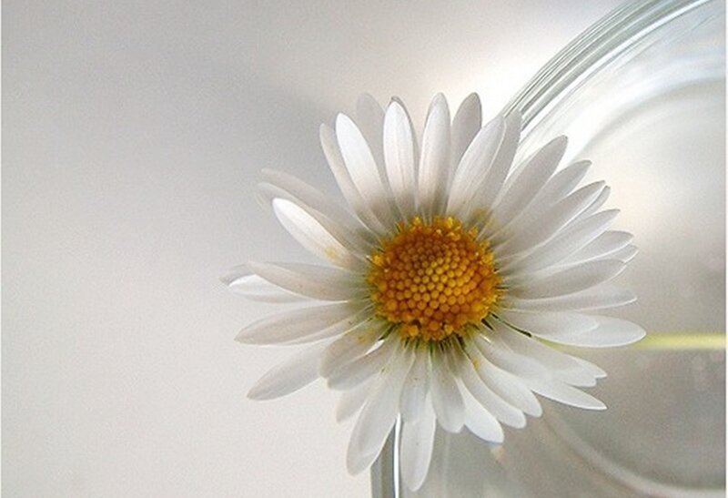 Daisy in Glass Vase