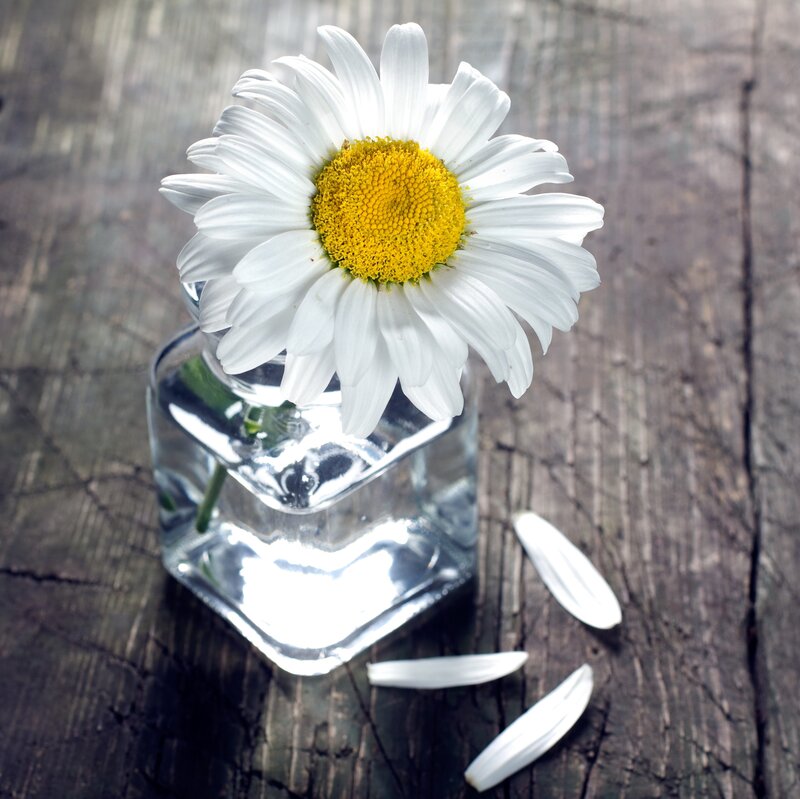 Daisy in Glass Vase — White, Serene