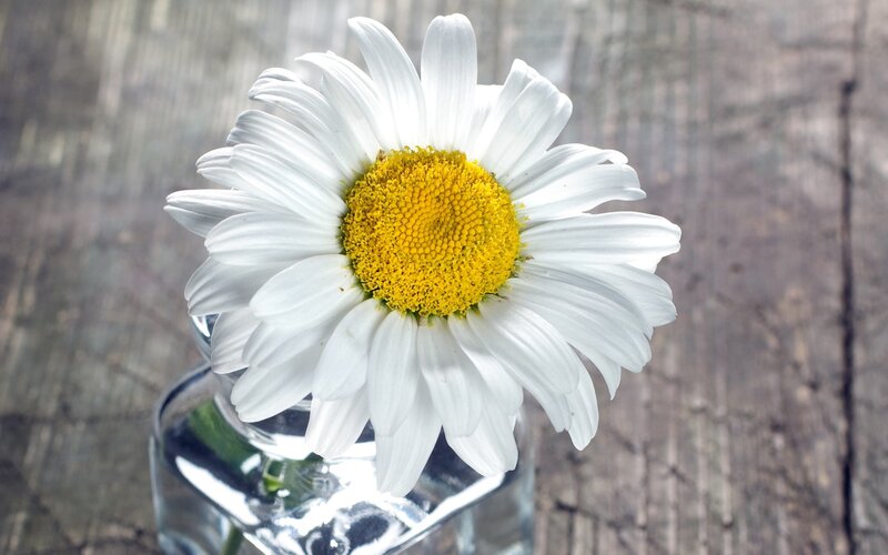 Daisy in Glass Vase — White