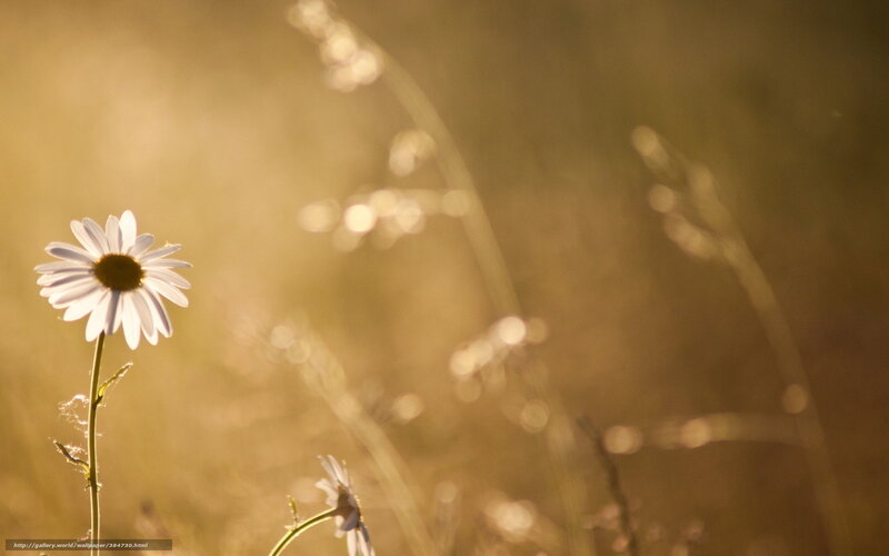 Daisy in golden light