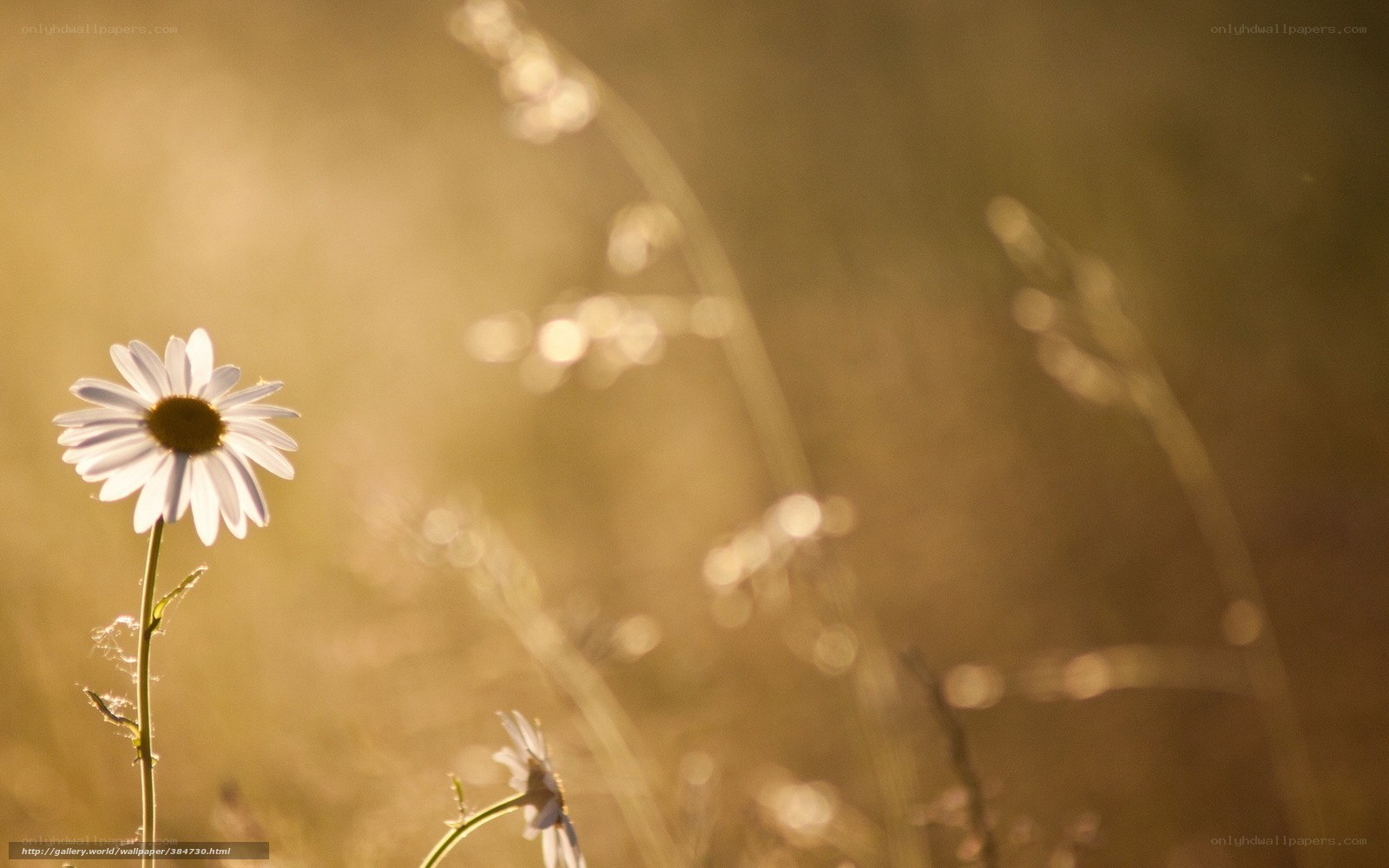 Daisy in golden light