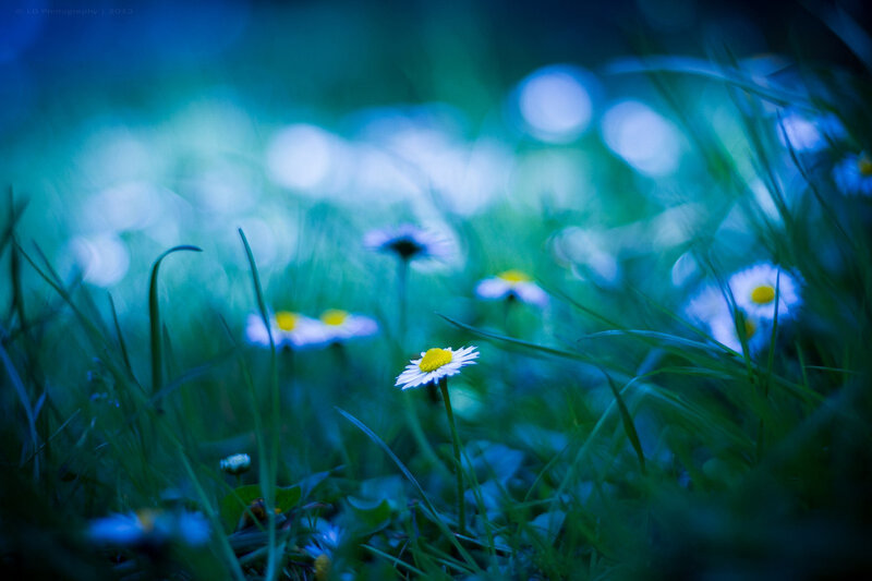 Daisy in Grass — Blue