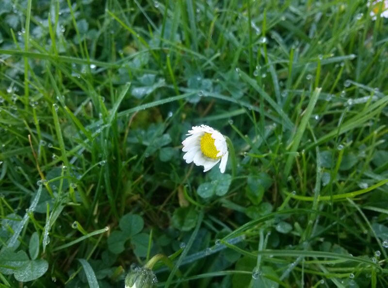 Daisy in Grass — Green, Calm