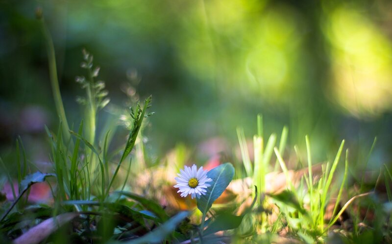Daisy in Grass — Green, Serene, Afternoon, Photograph, Leaf