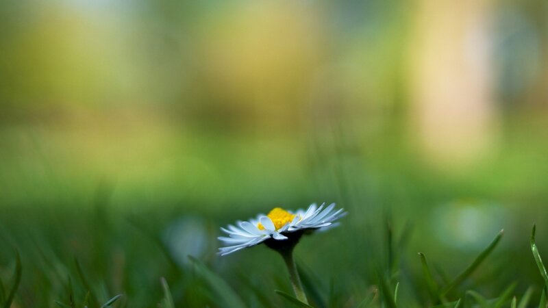 Daisy in Grass — Green, Serene, Afternoon, Photograph