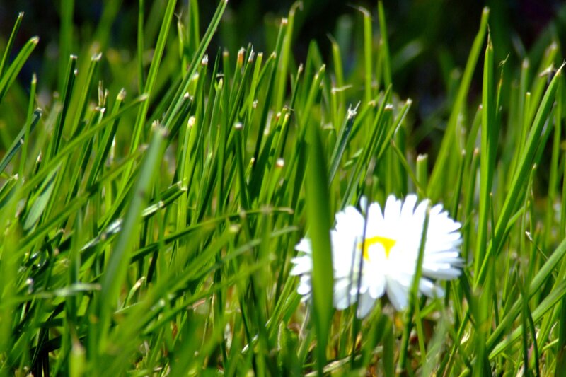Daisy in Grass — Green, Serene, Afternoon
